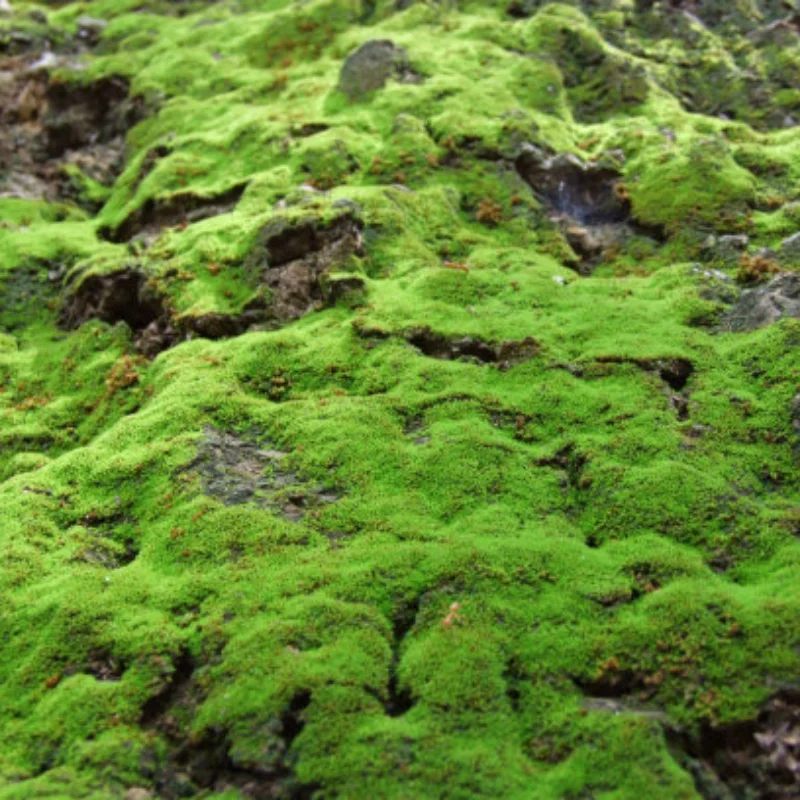 

ARA310957 Комплект шестерен переднего и заднего дифференциала 10/43T 13/43T 15/42T для ARRMA 6S 1/7 Fireteam Mojave 1/8 Kraton Notorious Outcast Talion