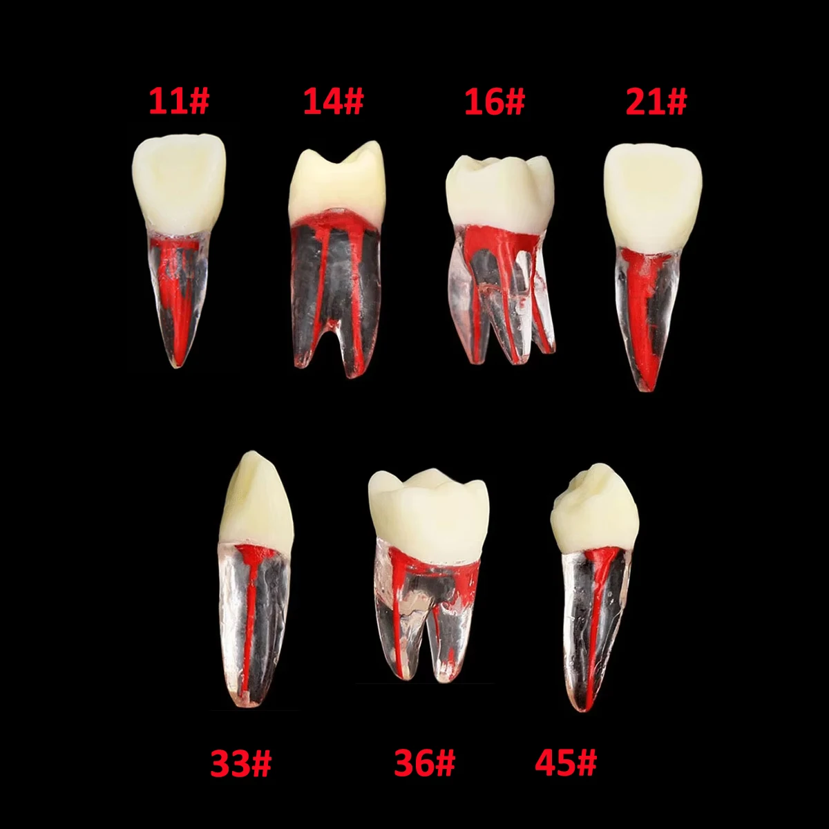 Dental Endo Teeth Root Canal Model Endodontic RCT Practice Model Block Pulp Cavity for Study Teaching M8007