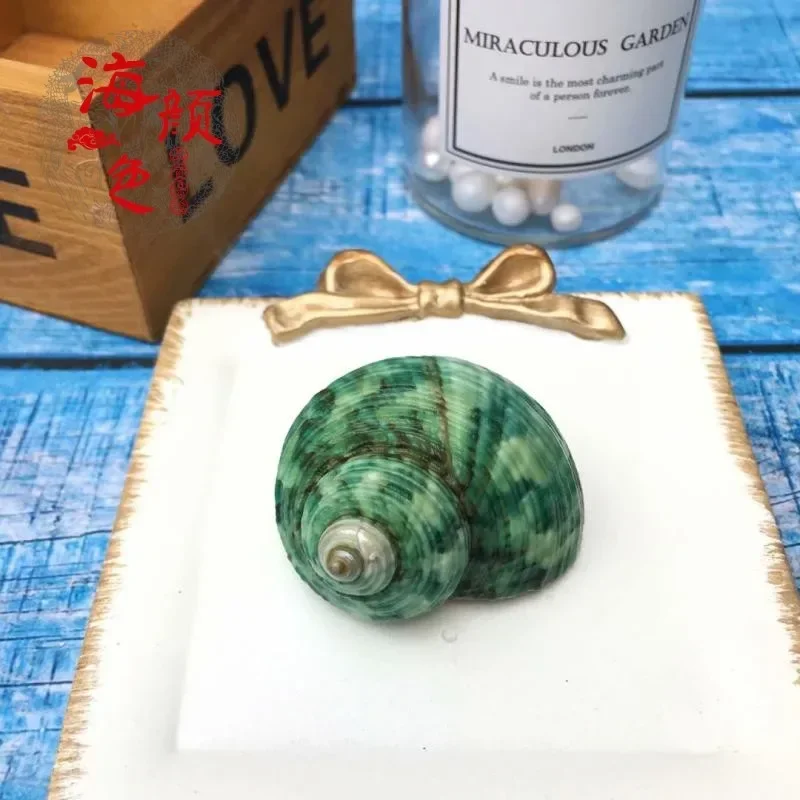 Green Snail Natural Shell Small Conch Fish Tank Landscaping Scallop Hermit Crab Spare Shell Replacement