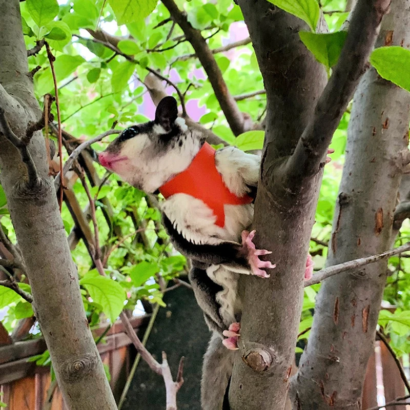 4 pezzi piccoli animali domestici anti morso corda di trazione cinghia toracica criceto scoiattolo guinzaglio zucchero aliante sicurezza esterna speciale anti smarrimento corda