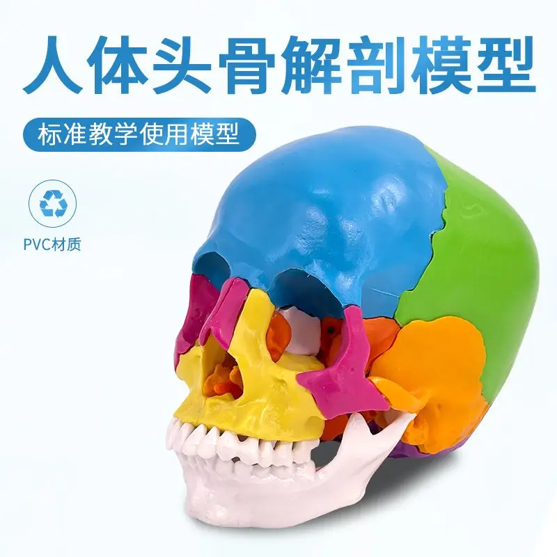 يمكن تقسيمها إلى 22 قطعة 1 إلى 1 بالحجم الطبيعي نموذج جمجمة ملونة تشريح الجمجمة الطبية الجمال طب الأسنان عن طريق الفم #3
