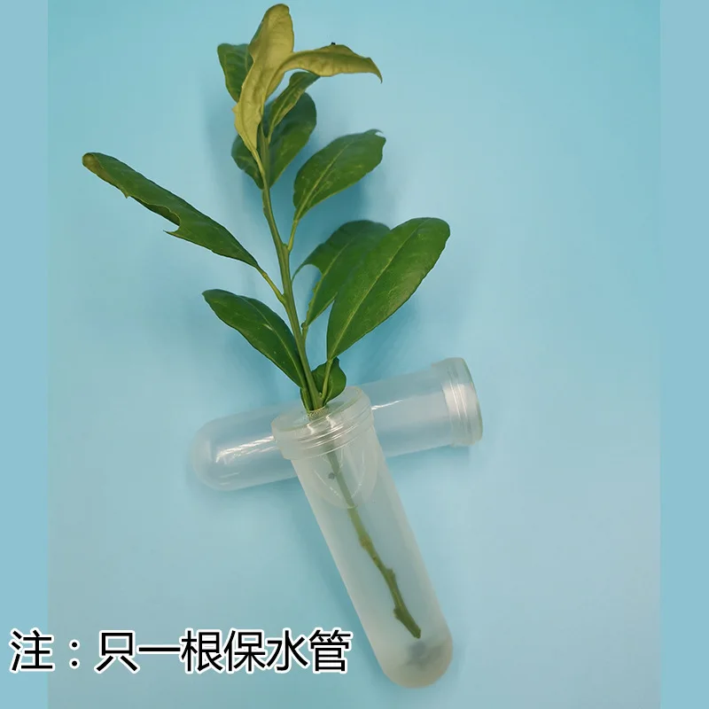 

8pcs Flower Preservation Tube Stem Plastic Water Pipe Tubes for Fresh Flowers Arrangement Vials Decorative