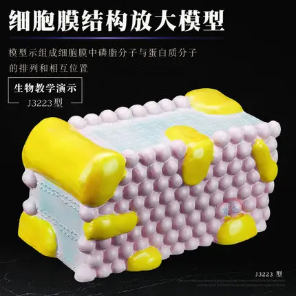 Cell Membrane Structure Enlargement Model Middle School Bioflow Mosaic Teacher Demonstration Equipment