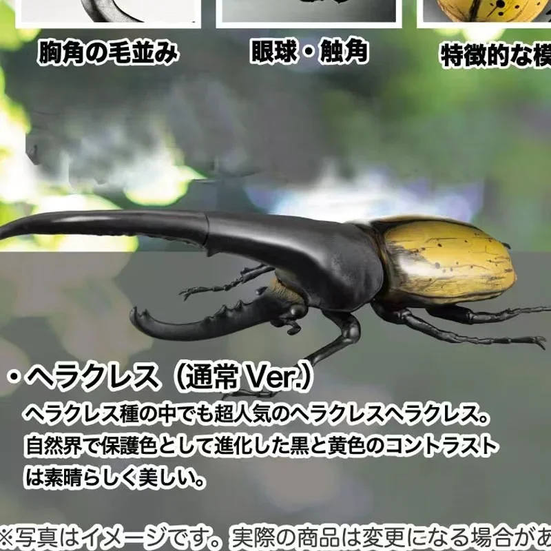 Japanese Genuine Gacha Scale Model Biological Cognitive Model Simulated Moving Insect Model Dynastes Action Figure Toys