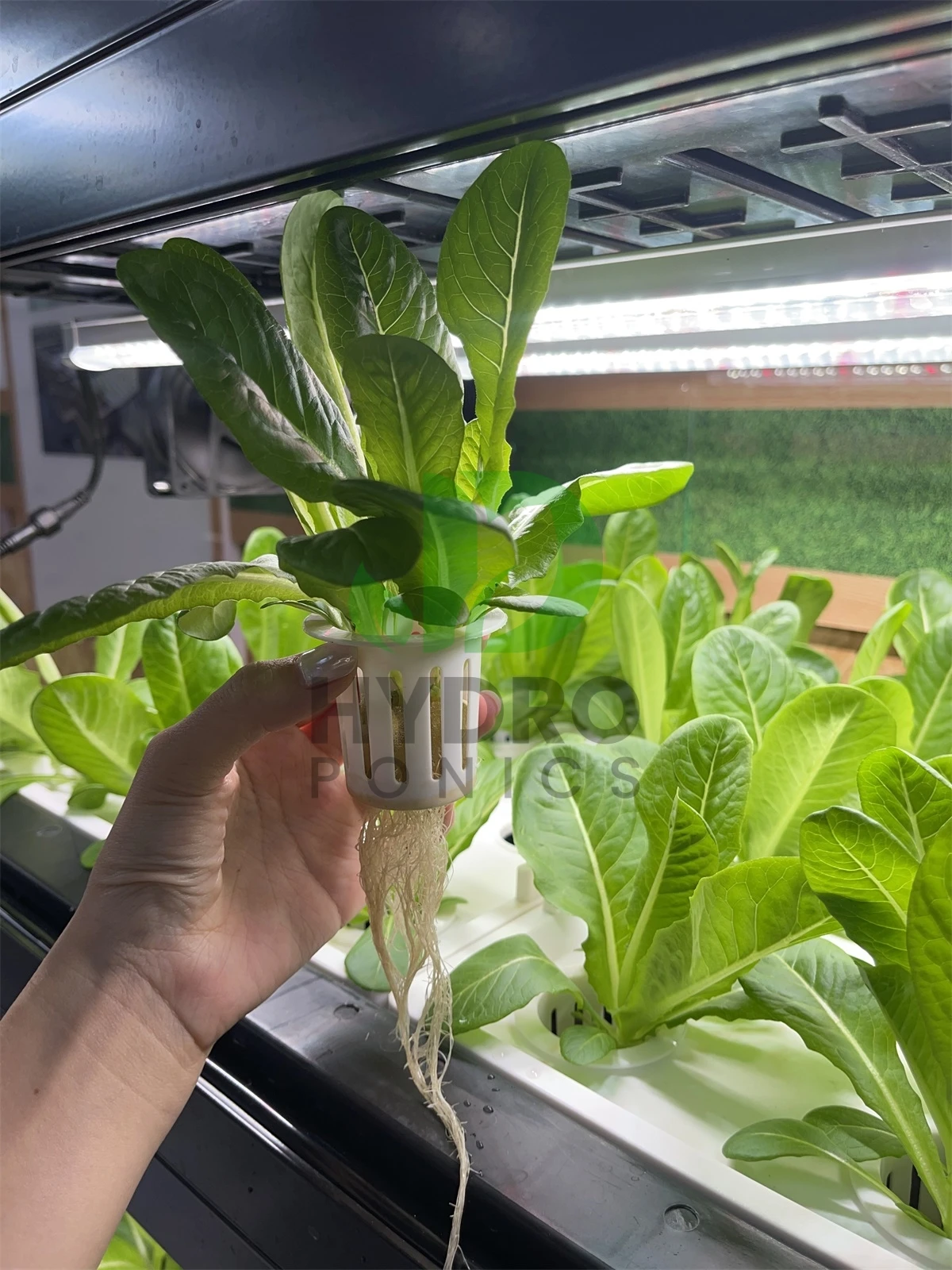 Armário Inteligente de Aquapon - Aquaponics Home Kit avaliação e preço