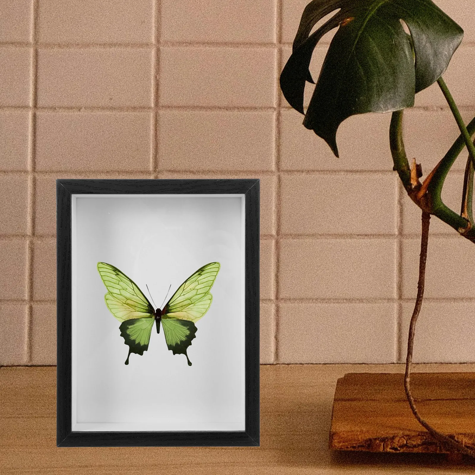 Butterfly Specimen Display Frame Premium Handmade 3D Shadow Box