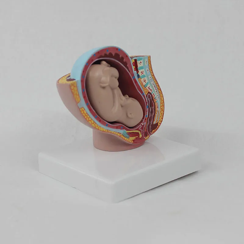 Human Pregnancy Fetal Development 9Th Month Embryonic Pelvic Model Fetus Foetus Pregnancy Anatomy Of The Placenta Model