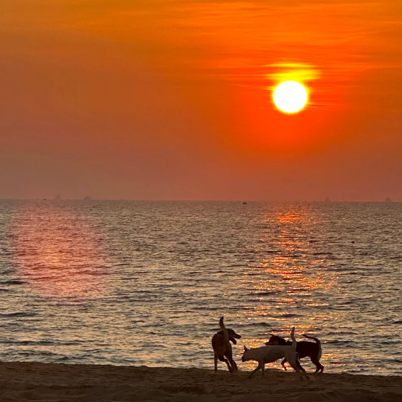 

JX Servo PDI-HV4416MG Цифровой сервопривод — высокий крутящий момент 16 кг, металлическая шестерня, для радиоуправляемых и робототехники