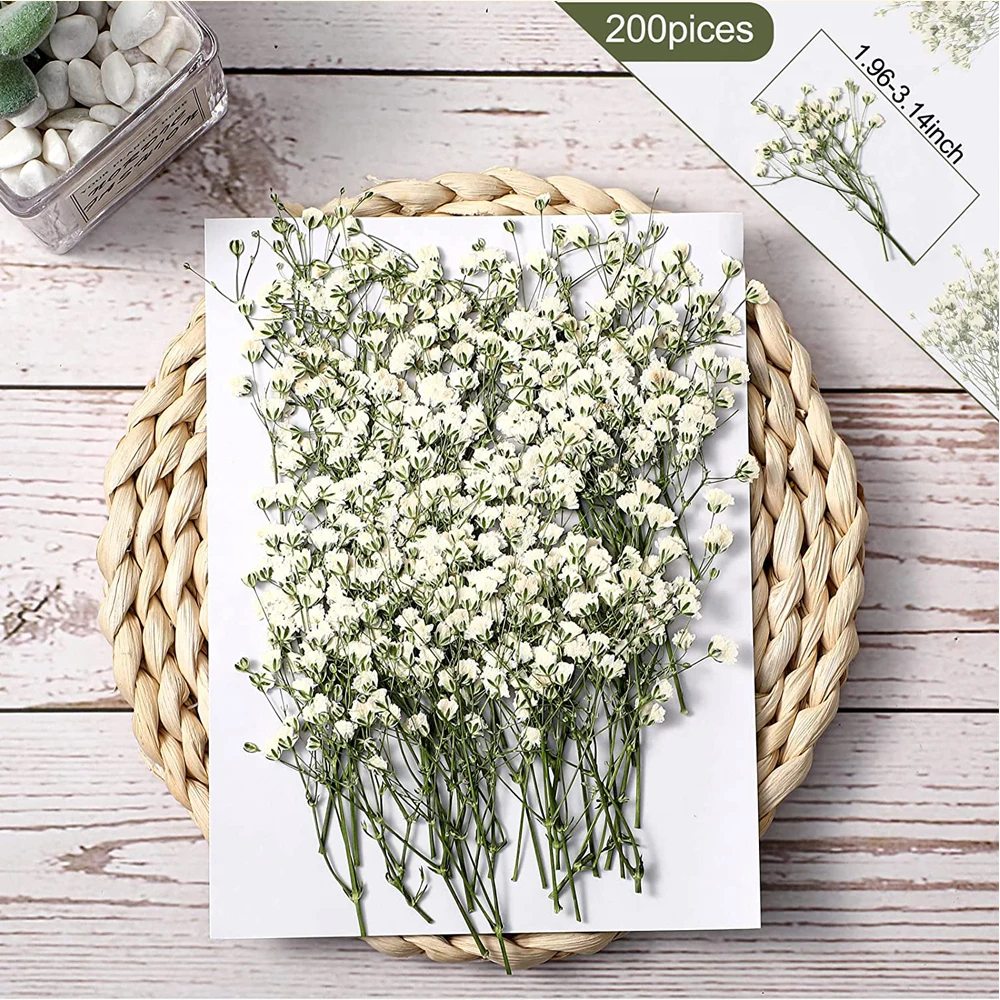 200 Pcs Dried Babys Breath Flowers Bulk Ivory White Babys Breath Natural Dried Flowers Real Pressed Flowers for Wedding