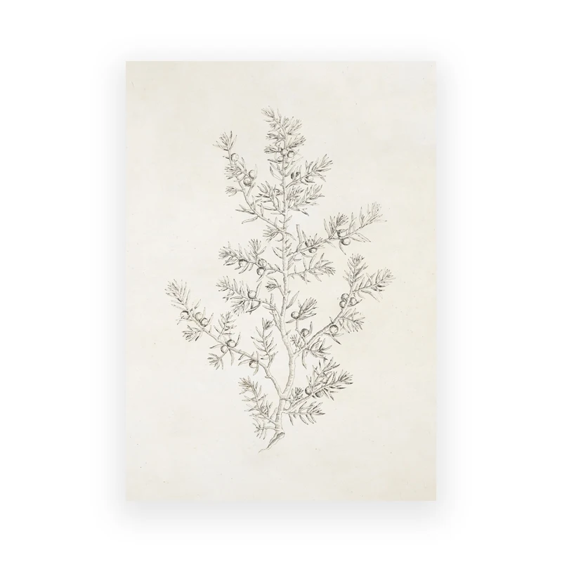 Birch Tree Sketch – Antique Botanical Frameless Canvas for Rustic Farmhouse Home Decor 2026