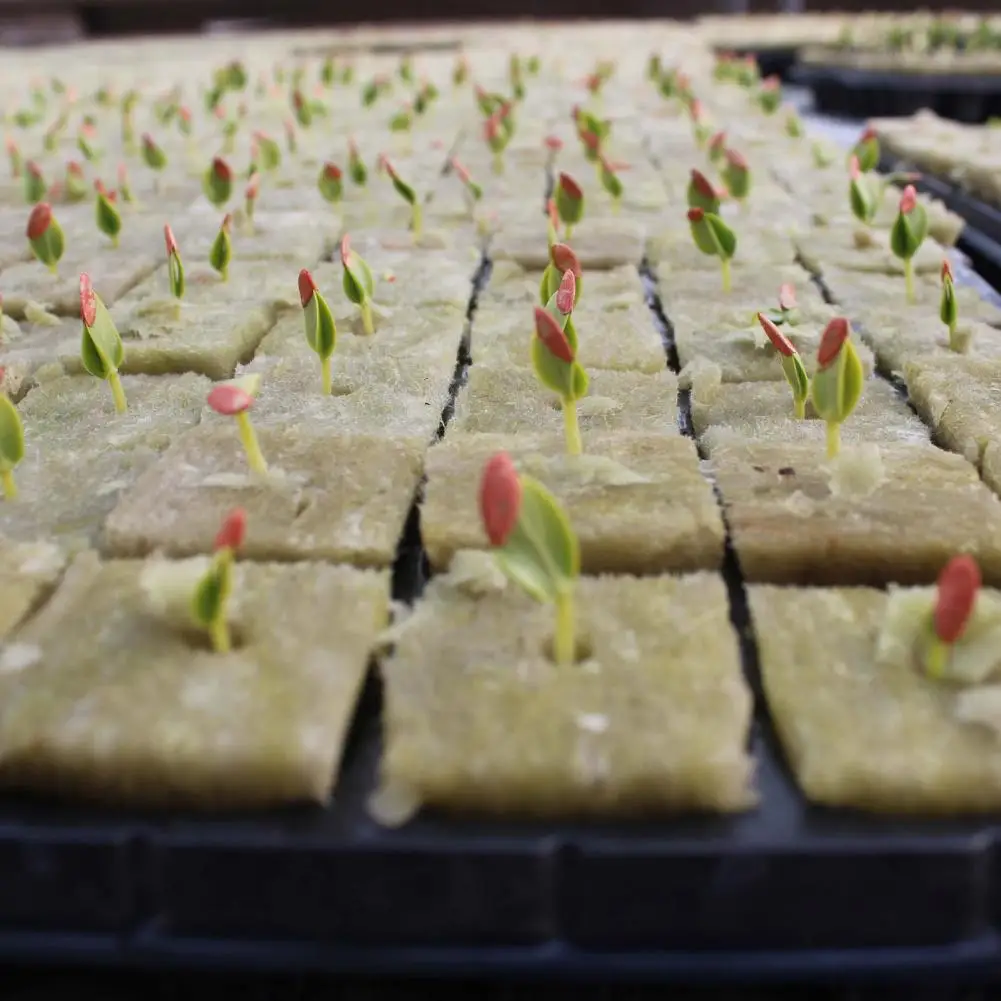 Plant Starter Cubes 50pcs Rock Wool Planting Cubes Fiber Grow Sponges Absorbent Breathable Starter Blocks for Hydroponics