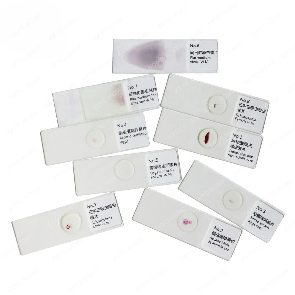 Parasite Slides Set Parasitology 10 Kinds Prepared Microscope Slides For Medical Educatiom