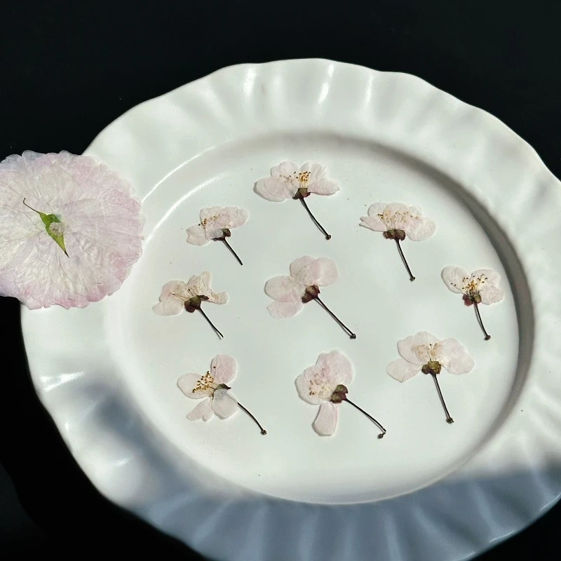 24 Stück, Natürliche Wilde Kirschblüten, Gepresste Blumen, Echte Getrocknete Blüten für DIY Epoxidharz-Handwerk, Lesezeichen, Kinder-Bastelmaterialien – Detail 3