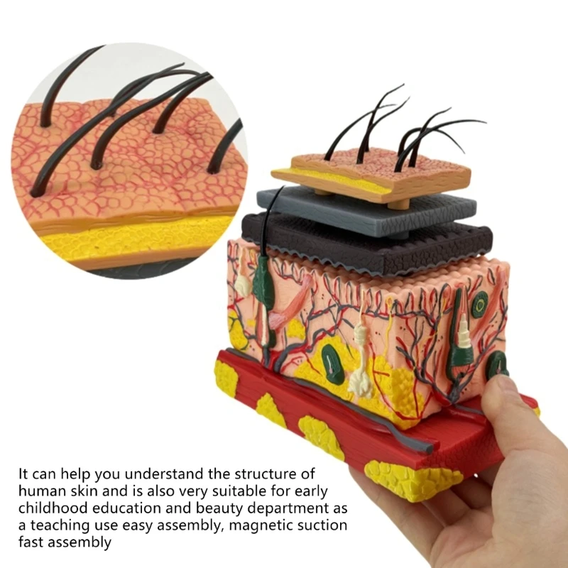 Menschliches anatomisches Hautmodell Haarschichtstruktur Anatomie Modell Unterricht Tool 601D