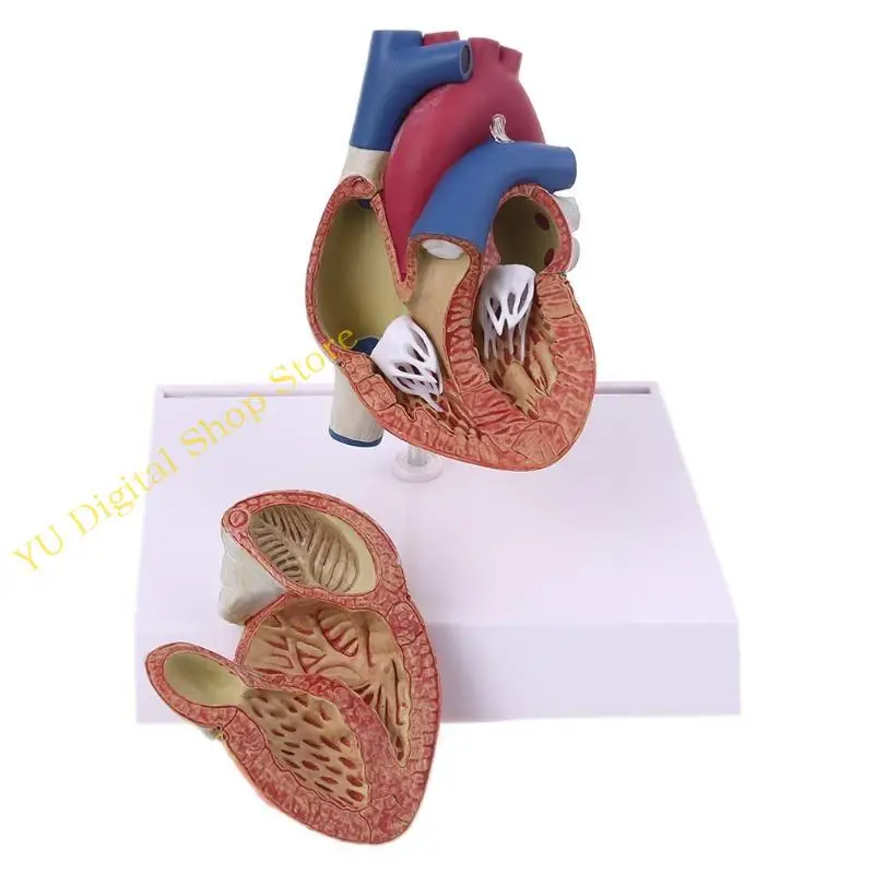 96BA Life Size Disassembled Anatomical Human Heart Anatomy Model for Science Resources Study Display Teaching Tool