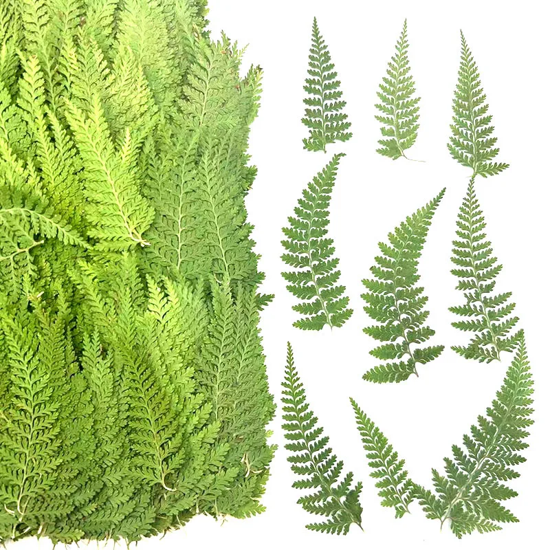 

100 Pieces of Natural Dried Fern Flower Specimens for DIY Resin Phone Cases, Photo Frames, Scented Candles, Bookmarks, and Fern Pressed Flowers