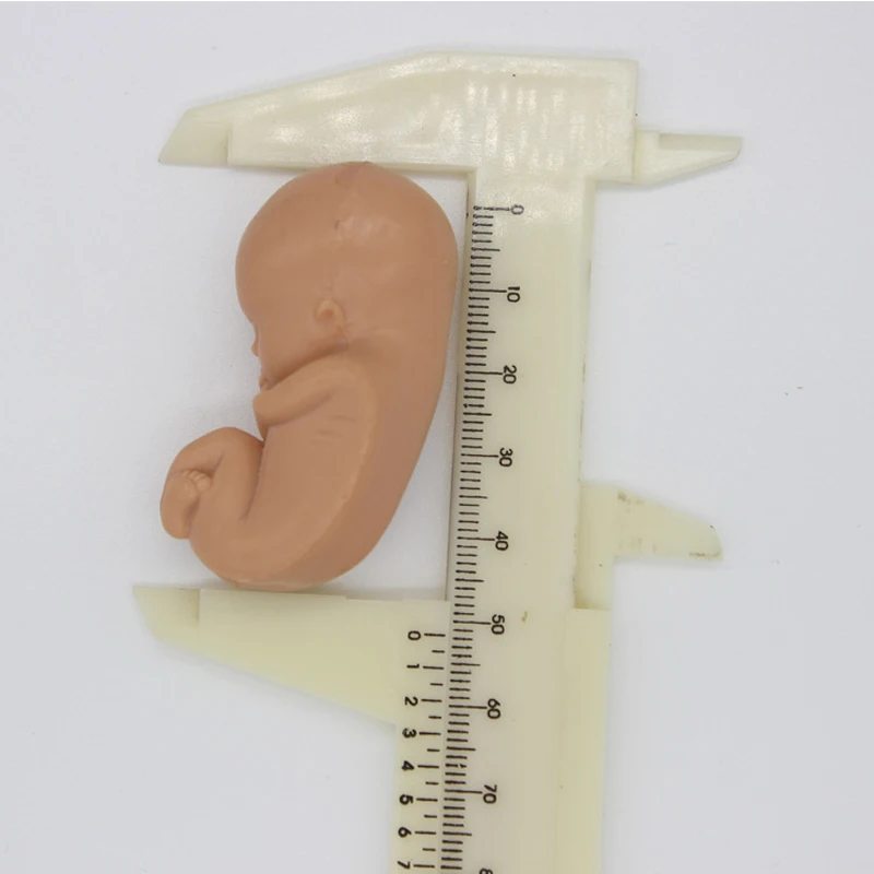 Human Baby Figure Mini Dolls Organs Anatomy Skeleton Medicine Teaching Maternal Fetus DIY Toys