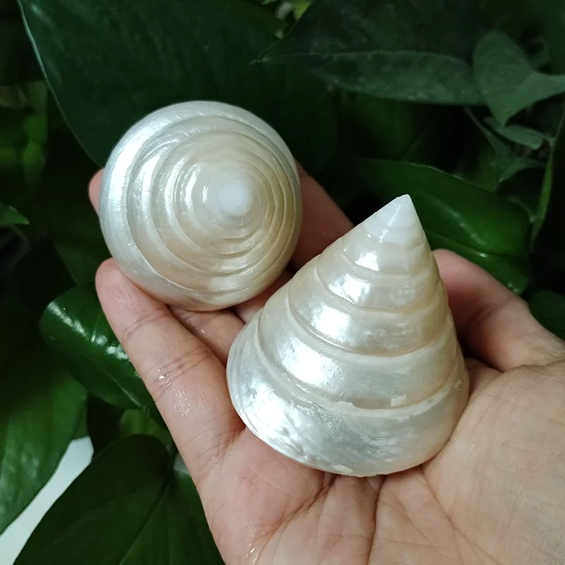 2 PCS Natural White Pearl Tower Snail Fluorescent Sea Shell Specimen Snail Hermit Crab Fish Tank Aquarium Decoration Kids Gifts