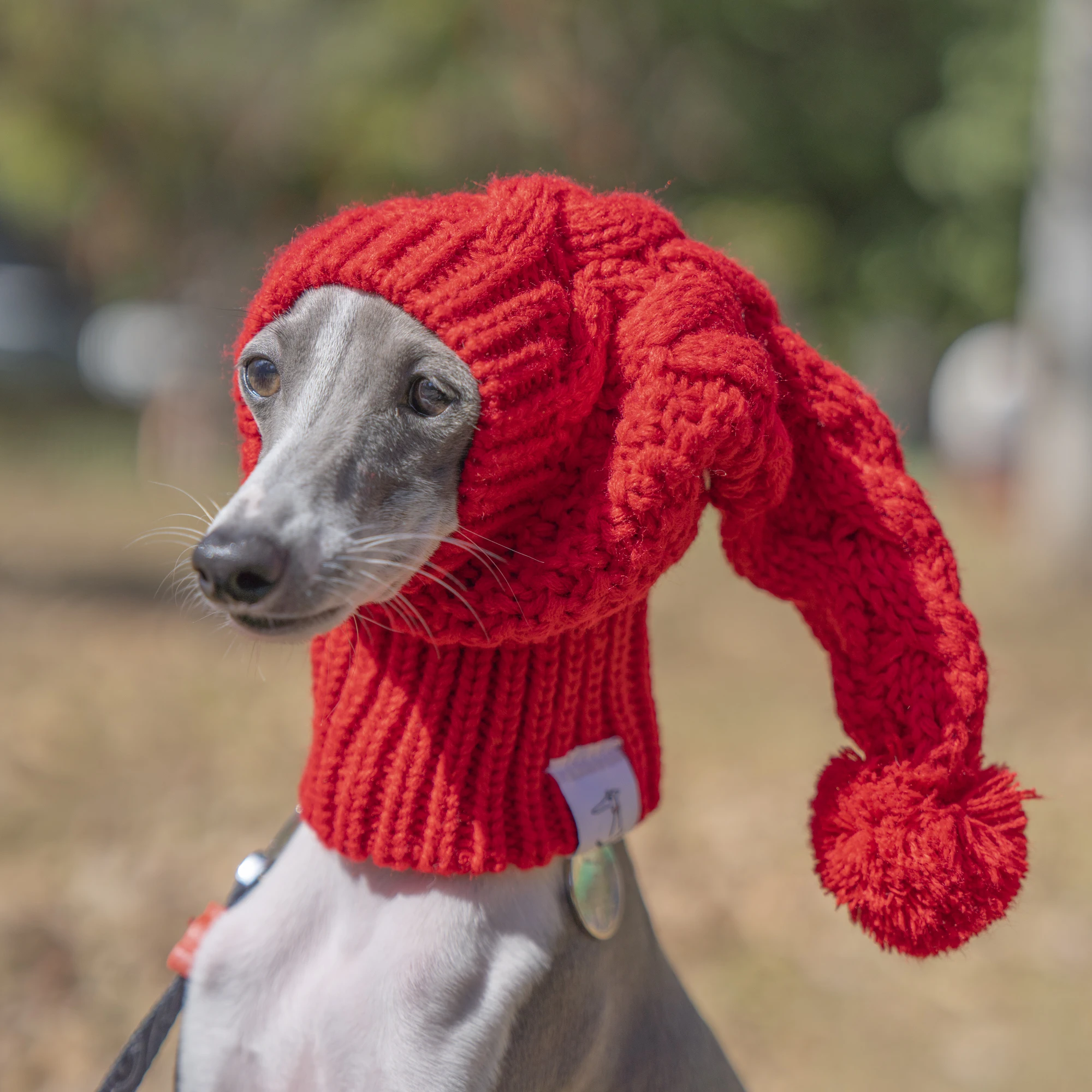 Whippet Winter Woolen Hat Red Pet Hat italian Greyhound Christmas Gift With Fur Ball Dog Hat