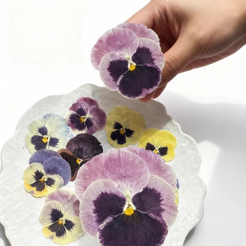 12 قطعة/4-6 سم، زهور فيولا المضغوطة الطبيعية |   زهرة مجففة DIY مجوهرات من مادة الراتنج بطاقة المعايدة إطار الصورة ديكور لوازم الحرف اليدوية