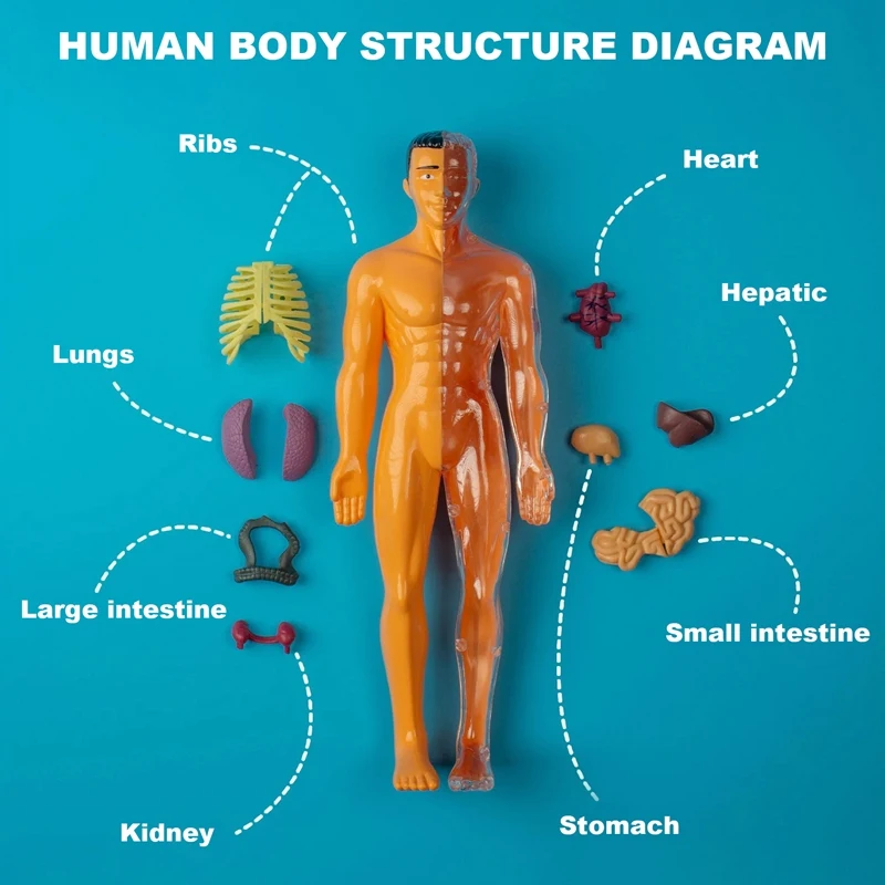 Modèles d'anatomie du corps humain 3D pour enfants, modules de bricolage en plastique, jouet Seton, aides à l'apprentissage précoce, science