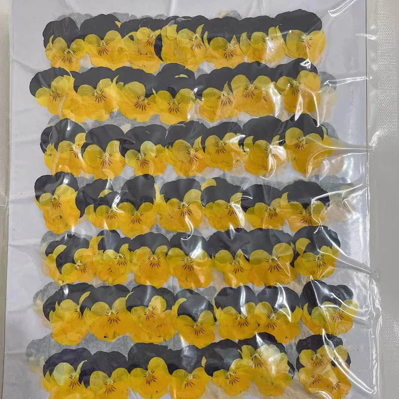60pcs Dried Pressed Purple+Yellow Pansy Corydalis Suaveolens Hance Flower Plants Herbarium For Jewelry Postcard Bookmark DIY