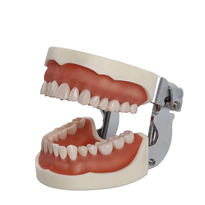 Dental Standard Teaching Model Dental Typodont Model Demonstration With Removable Teeth 200H Teeth Model