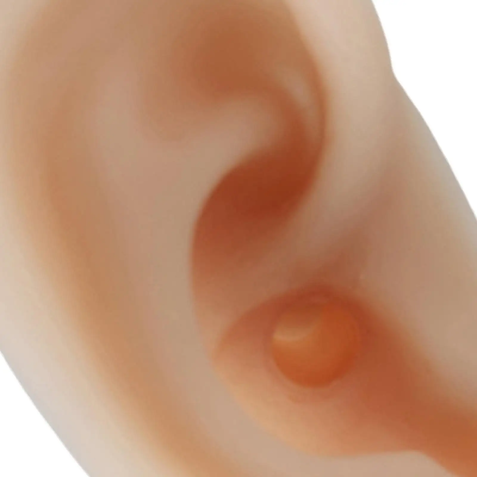 Life-Size Human Ear Anatomy Model Teaching Tools Flexible for Educational