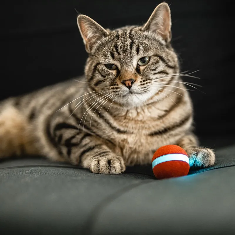 Automatic Bouncing Teaser Smart Cat Pet Chewable Toy Ball