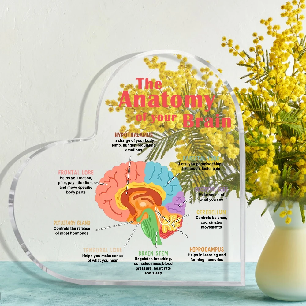 [Acrylic Brain Heart] High-Quality 2D Educational Brain Anatomy Acrylic Heart - Desk Decor Figurine | Non-Electric