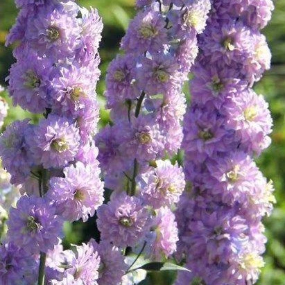 Multipetal Delphinium floral decorations, daisies plant balcony patio holiday gifts