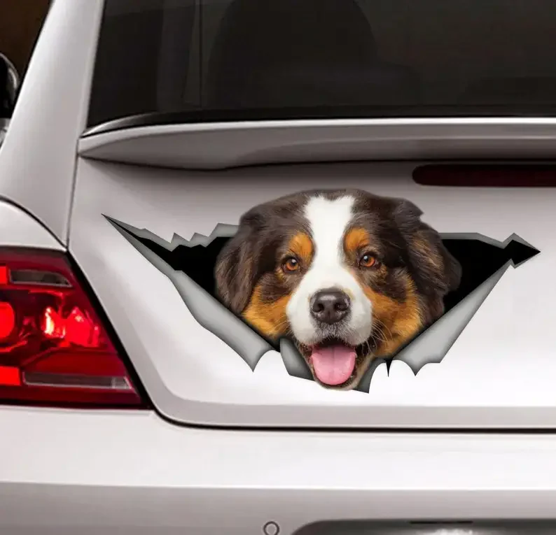 

Brown Australian Shepherd car decal, car decoration, dog car decal, Australian shepherd
