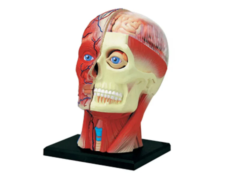 

4D Human Head Muscle Nerve Model Anatomical Model of Brain Tissue Body Assembly Model