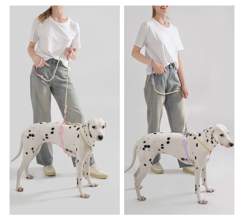 Pet Supplies Dog Collar For Small and Medium Dog Walking Sugar Color Series Cute Style PVC Webbing Collar Leashes Set New Arriva