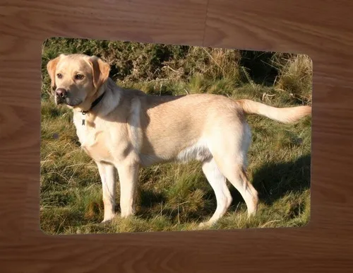 Golden Yellow Lab Labrador  Metal Wall Animal Dog Sign