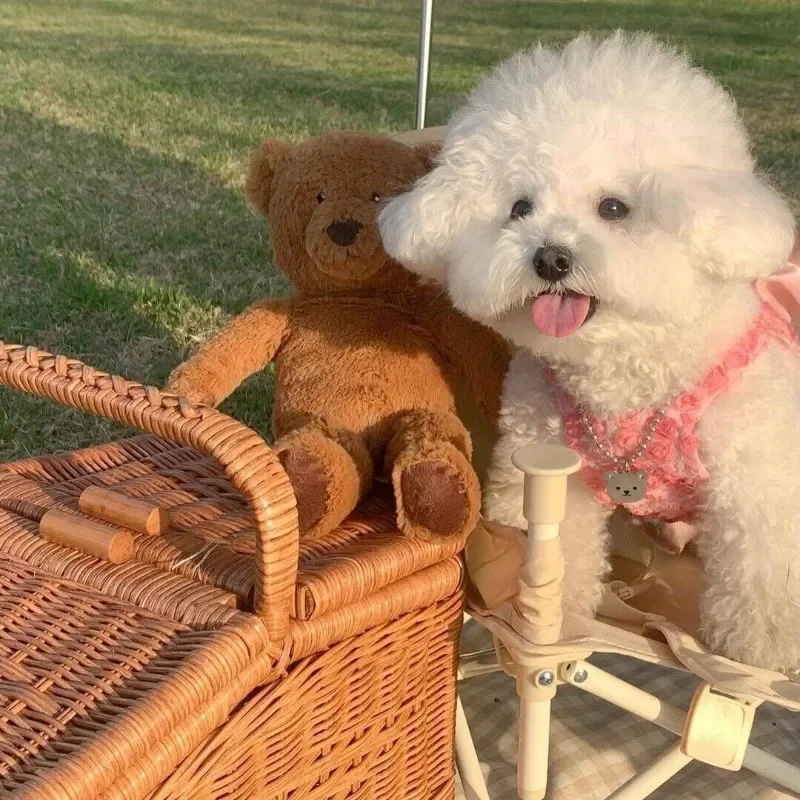 Vestido de primavera y verano para perro, ropa para cachorro y gato, vestido de boda rosa para mascotas, falda para perros pequeños y medianos, oso Pomerbi