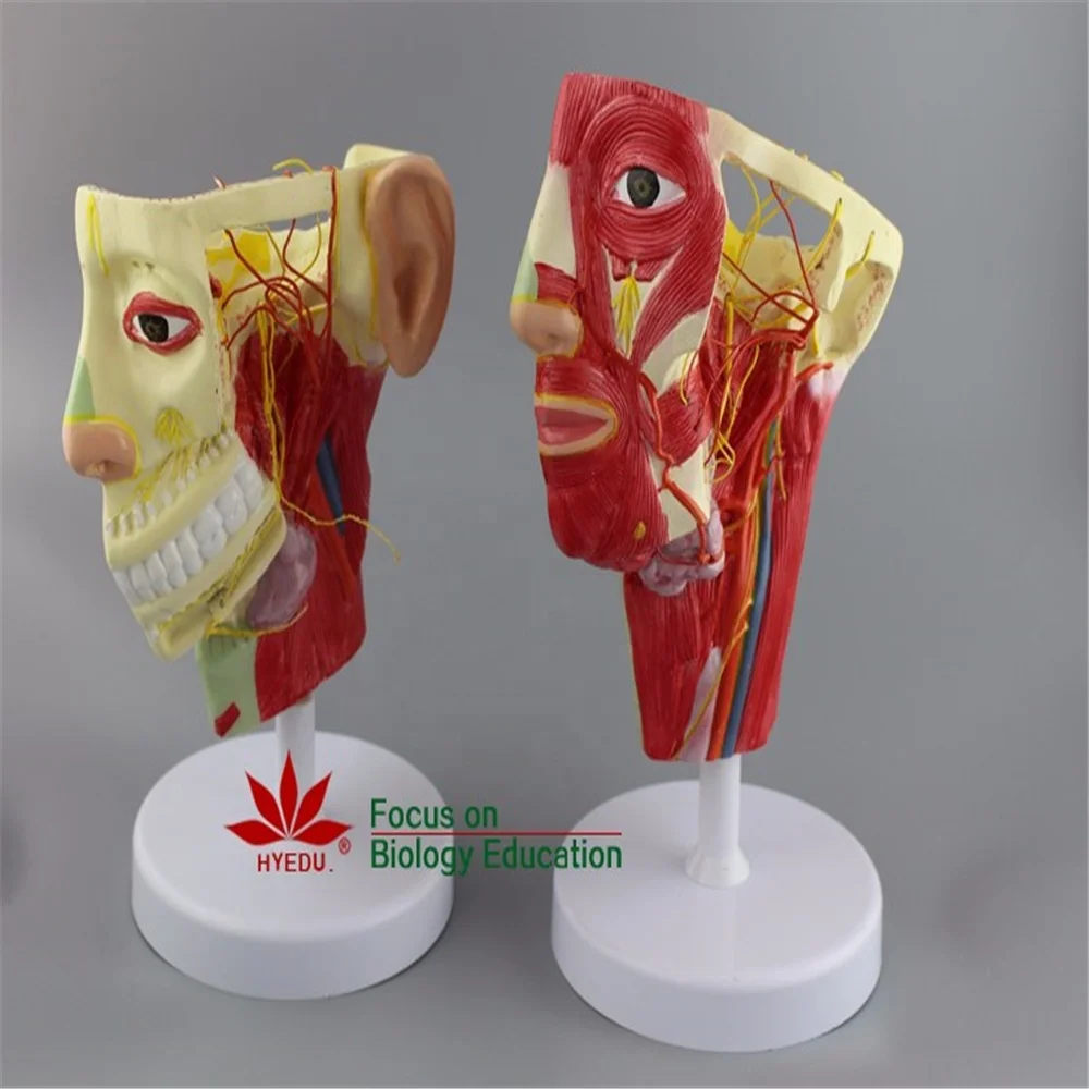 Teaching model Anatomical model of Head and neck 3d human anatomy model