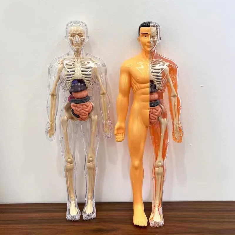 3D Mannequin DIY Human Skeleton Body Torso Model Educational Assembly Learning Kids Toys Anatomy Organ Structure Teaching Tool