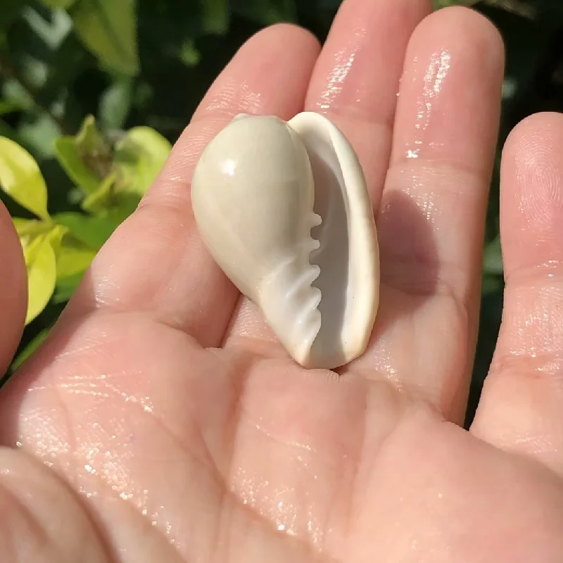 Bullata Bullata Marginella Bernardi Улитка Натуральная ракушка Раковина Образец украшения и орнамент Материал бутылки для дрейфа