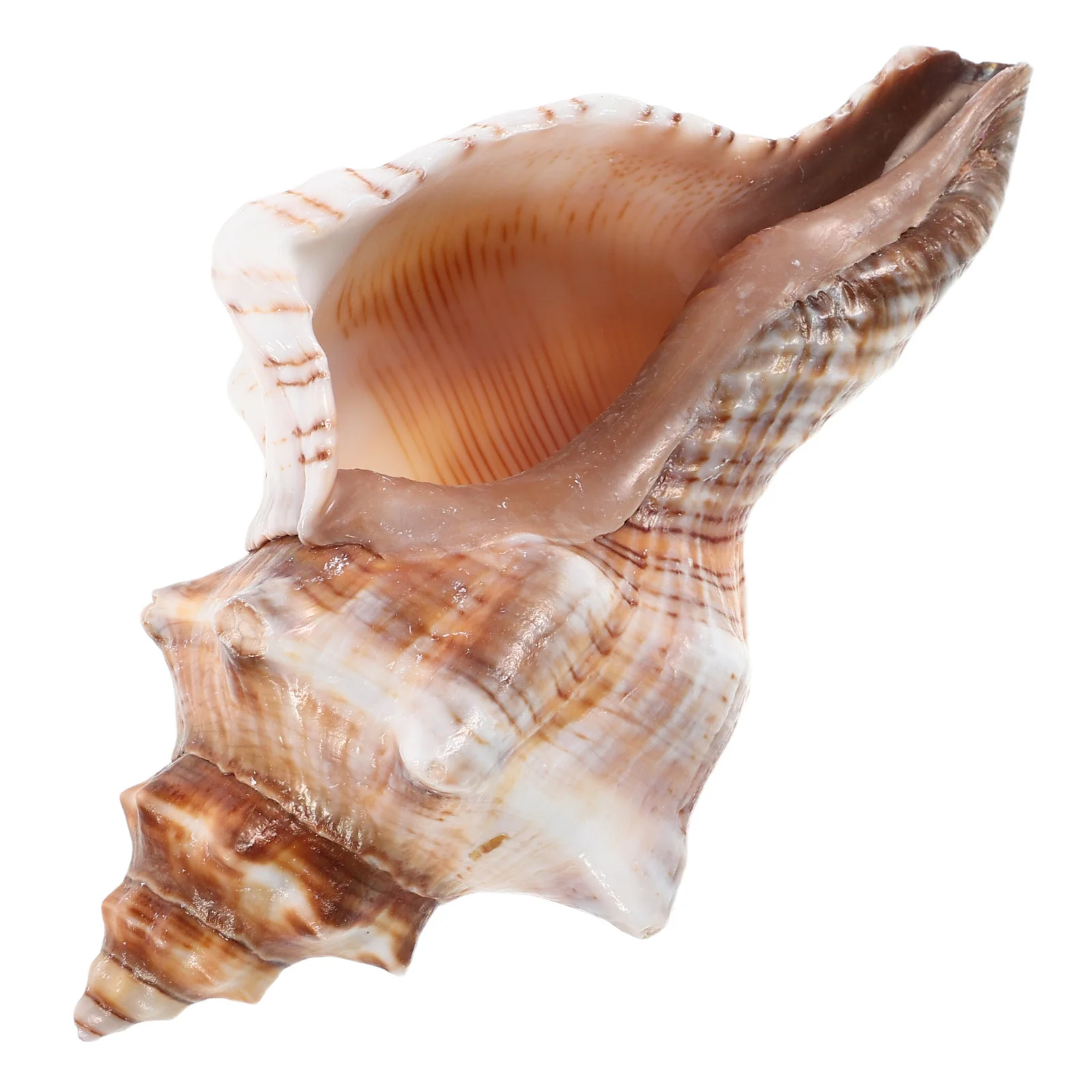 

Natural Seashell Planter Conch Succulent Pot Coastal Bonsai Flower Pot Desktop Garden Decor Ocean Themed Home Office Cactus