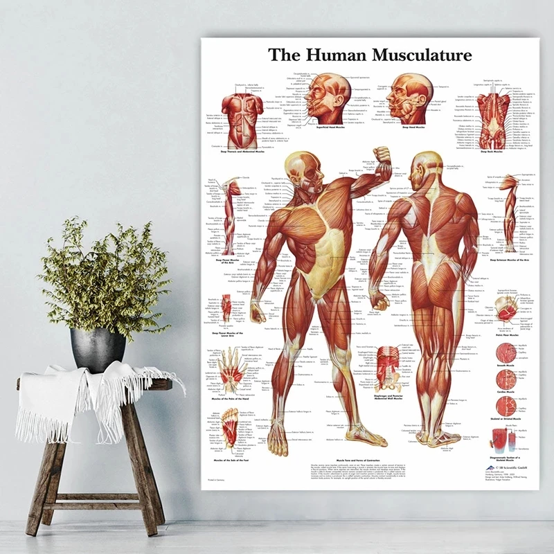 Poster Prints Human Body Analysis Acupuncture Science Medicine Wall Art Pictures Canvas Painting for Living Home Room Decoration