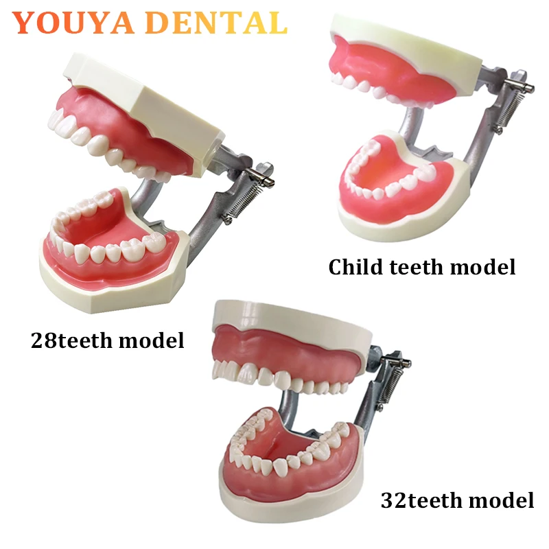 Dental Removable Soft Teeth Model Children 28/32 Dental Preparation Model Used for Student Experimental Teaching Training Model