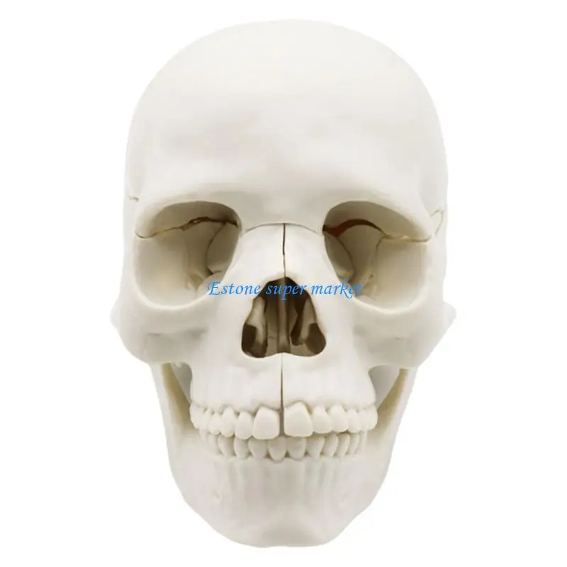 090B Anatomy Skull Model Human Medicals Skull Model Human Skull Model For Anatomy