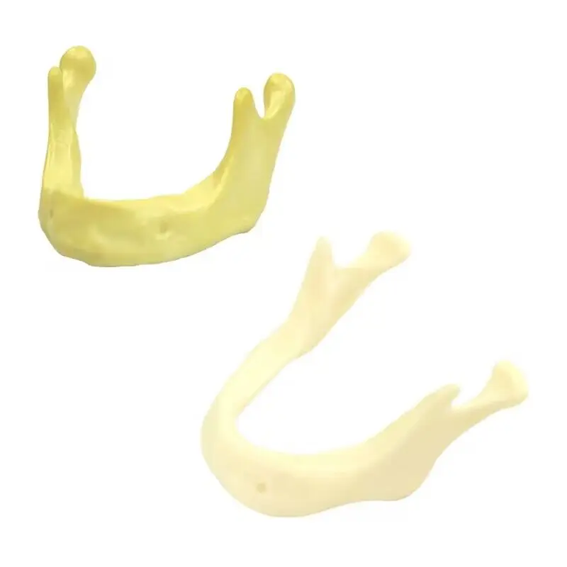 

Dental Lower Jaw Model Mandibular Implant Model Dental Teeth Model Training Tool Dental Lab Instrument