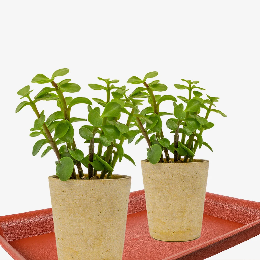 10 قطعة البلاستيك مستطيلة صينية الصحن النباتية سقي الصرف صينية للنباتات الداخلية في الهواء الطلق بونساي اناء للزهور بالتنقيط الماسك