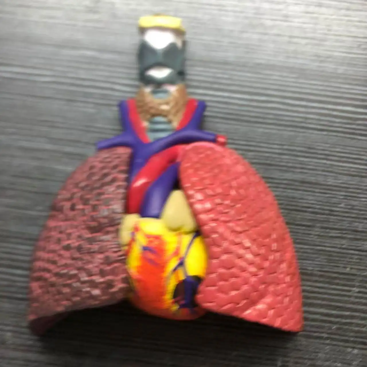 Human Heart and Throat Lung Model, Medical Experimental Teaching Model, Anatomical Lung Segment Lung Model