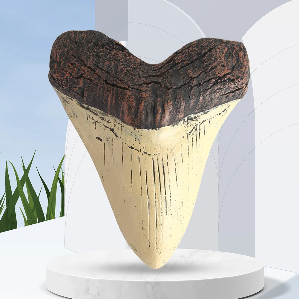 5inch Shark Teeth Model Home Decoration Shark Tooth Replica Marine Bology Teaching Props Beige Shark Teeth Fossil Best Gifts