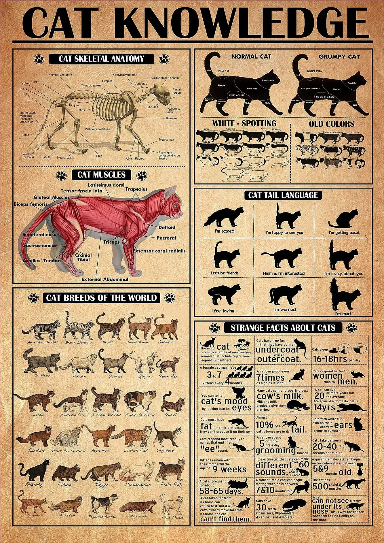 Pzecaru Tin Sign Metal Cat Knowledge Poster Cat Skeletal Anatomy Cat Muscles Cat Breeds Of The World Cat Information Cat Poster