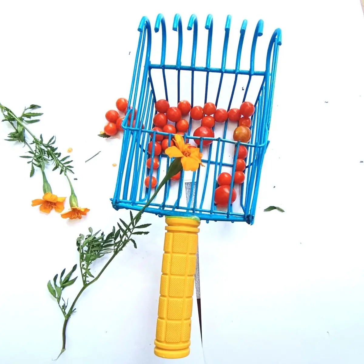 Universal Fruit Picking Tool Multi-purpose Harvester for Camellia Torreya Red Fruits and Cypress Seeds