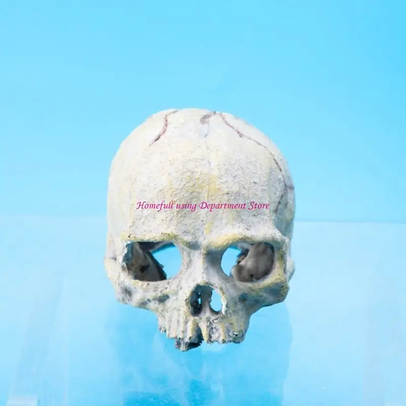 

Reptiles Skull Figurine Hideouts Habitas Decoration For Terrariums Landscaping